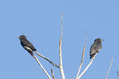 Swallow-wing, Porto Seguro, Bahia, Brazil, November 2008 - click for larger image