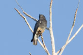 Swallow-wing, Porto Seguro, Bahia, Brazil, November 2008 - click for larger image