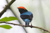 Male Blue Manakin, Teresópolis, Rio de Janeiro, Brazil, November 2008 - click for larger image