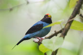 Male Blue Manakin, Teresópolis, Rio de Janeiro, Brazil, November 2008 - click for larger image