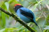 Male Blue Manakin, Intervales, São Paulo, Brazil, April 2004 - click for larger image