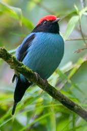 Male Blue Manakin, Intervales, São Paulo, Brazil, April 2004 - click for larger image