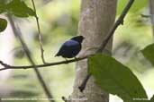 Male Blue-backed Manakin, Cristalino. Mato Grosso, Brazil, December 2006 - click for larger image