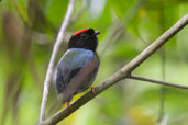 Sub-adult Male Blue-backed Manakin, Tamandaré, Pernambuco, Brazil, October 2008 - click for larger image