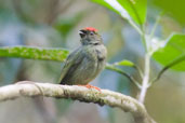 Juvenile Male Blue-backed Manakin, Tamandaré, Pernambuco, Brazil, October 2008 - click for larger image