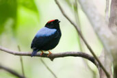 Male Blue-backed Manakin, Tamandaré, Pernambuco, Brazil, October 2008 - click for larger image