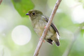 Female Blue-backed Manakin, Sauípe, Bahia, Brazil, October 2008 - click for larger image