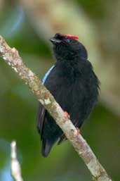 Male Blue-backed Manakin, Murici, Alagoas, Brazil, March 2004 - click for larger image