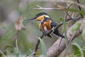 American Pygmy-kingfisher, Pixaim River, Pantanal, Mato Grosso, Brazil, December 2006 - click for a larger image