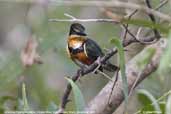 American Pygmy-kingfisher, Pixaim River, Pantanal, Mato Grosso, Brazil, December 2006 - click for a larger image