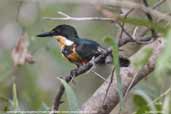 American Pygmy-kingfisher, Pixaim River, Pantanal, Mato Grosso, Brazil, December 2006 - click for a larger image