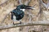 Female Amazon Kingfisher, Pantanal, Mato Grosso, Brazil, December 2006 - click for a larger image