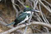 Female Amazon Kingfisher, Pantanal, Mato Grosso, Brazil, December 2006 - click for a larger image