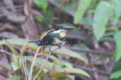 Female Green Kingfisher, Carajás, Pará, Brazil, November 2005 - click for a larger image