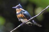 Female Green Kingfisher, Thaimaçu, Pará, Brazil, April 2003 - click for a larger image