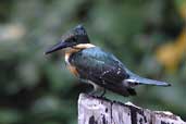 Female Green Kingfisher, Thaimaçu, Pará, Brazil, April 2003 - click for a larger image