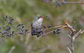 Female Glittering-bellied Emerald, Bahia, Brazil, July 2002 - click for larger image