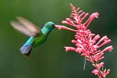 Male Glittering-bellied Emerald, Chapada Diamantina, Bahia, Brazil, March 2004 - click for larger image