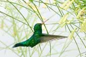 Male Glittering-bellied Emerald, Chapada Diamantina, Bahia, Brazil, March 2004 - click for larger image