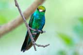 Male Glittering-bellied Emerald, Chapada Diamantina, Bahia, Brazil, March 2004 - click for larger image