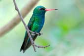 Male Glittering-bellied Emerald, Chapada Diamantina, Bahia, Brazil, March 2004 - click for larger image