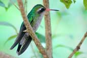 Female Glittering-bellied Emerald, Chapada Diamantina, Bahia, Brazil, March 2004 - click for larger image