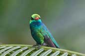 Male Glittering-bellied Emerald, Chapada Diamantina, Bahia, Brazil, March 2004 - click for larger image