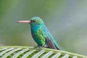 Male Glittering-bellied Emerald, Chapada Diamantina, Bahia, Brazil, March 2004 - click for larger image