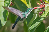 Female Canivet's Emerald, Roatan, Honduras, March 2015 - click on image for a larger view