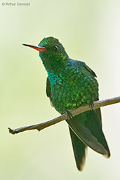 Male Canivet's Emerald, Roatan, Honduras, March 2015 - click on image for a larger view
