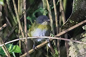 Common Bush-tanager, Cabanas San Isisdro, Napo, Ecuador, November 2019 - click on image for a larger view