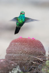 Male Glittering-bellied Emerald, Boa Nove, Bahia, Brazil, October 2008 - click for larger image