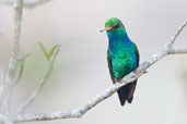 Male Glittering-bellied Emerald, Boa Nove, Bahia, Brazil, October 2008 - click for larger image