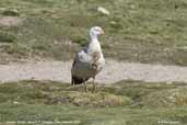 Andean Goose, Lauca N. P., Chile, February 2007 - click for larger image