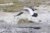 Andean Goose, Lauca N. P., Chile, February 2007 - click for larger image