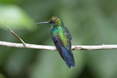 Blue-tailed Emerald, Arena Blanca, San Martin, Peru, October 2018 - click on image for a larger view