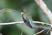 Blue-tailed Emerald, Arena Blanca, San Martin, Peru, October 2018 - click on image for a larger view