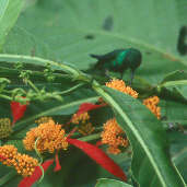 Blue-chinned Sapphire, Brazil, Sept 2000 - click for larger image