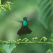 Blue-chinned Sapphire, Brazil, Sept 2000 - click for larger image