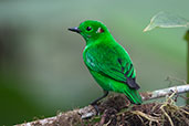 Glistening-green Tanager, Amagusa Reserve, Pichincha, Ecuador, November 2019 - click on image for a larger view