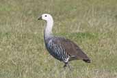 Barred Male Upland Goose, Torres del Paine, Chile, December 2005 - click for larger image