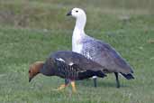 Male and female Upland Goose, Torres del Paine, Chile, December 2005 - click for larger image