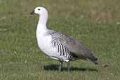 White-breasted Male Upland Goose, Torres del Paine, Chile, December 2005 - click for larger image