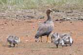 Female Upland Goose with goslings, Torres del Paine, Chile, December 2005 - click for larger image