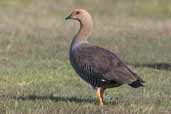 Female Upland Goose, Torres del Paine, Chile, December 2005 - click for larger image