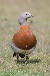 Ashy-headed Goose, Torres del Paine, Chile, December 2005 - click for larger image