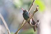 Male Cuban Emerald, La Güira, Cuba, February 2005 - click on image for a larger view