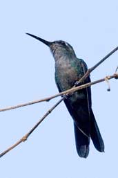 Female Cuban Emerald, Soplillar, Zapata Swamp, Cuba, February 2005 - click on image for a larger view