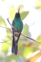 Male Cuban Emerald, Santo Tomás, Zapata Swamp, Cuba, February 2005 - click on image for a larger view