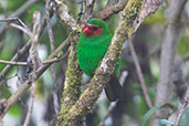 Grass-green Tanager, Abra Calla Calla, Amazonas, Peru, October 2018 - click on image for a larger view